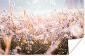 Poster Gras - Zon - Winter - Sneeuw - 90x60 cm