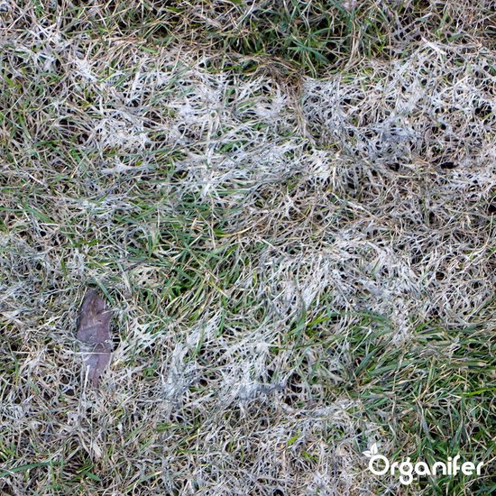 Leaf Diseases Bladziekten Concentraat (250ml, 250m2) - Bladziekten en bladvlekkenziekte – Meeldauw – Meeldauw, roest, bladvlekken, sterroetdauw en gras-schimmel – Organifer