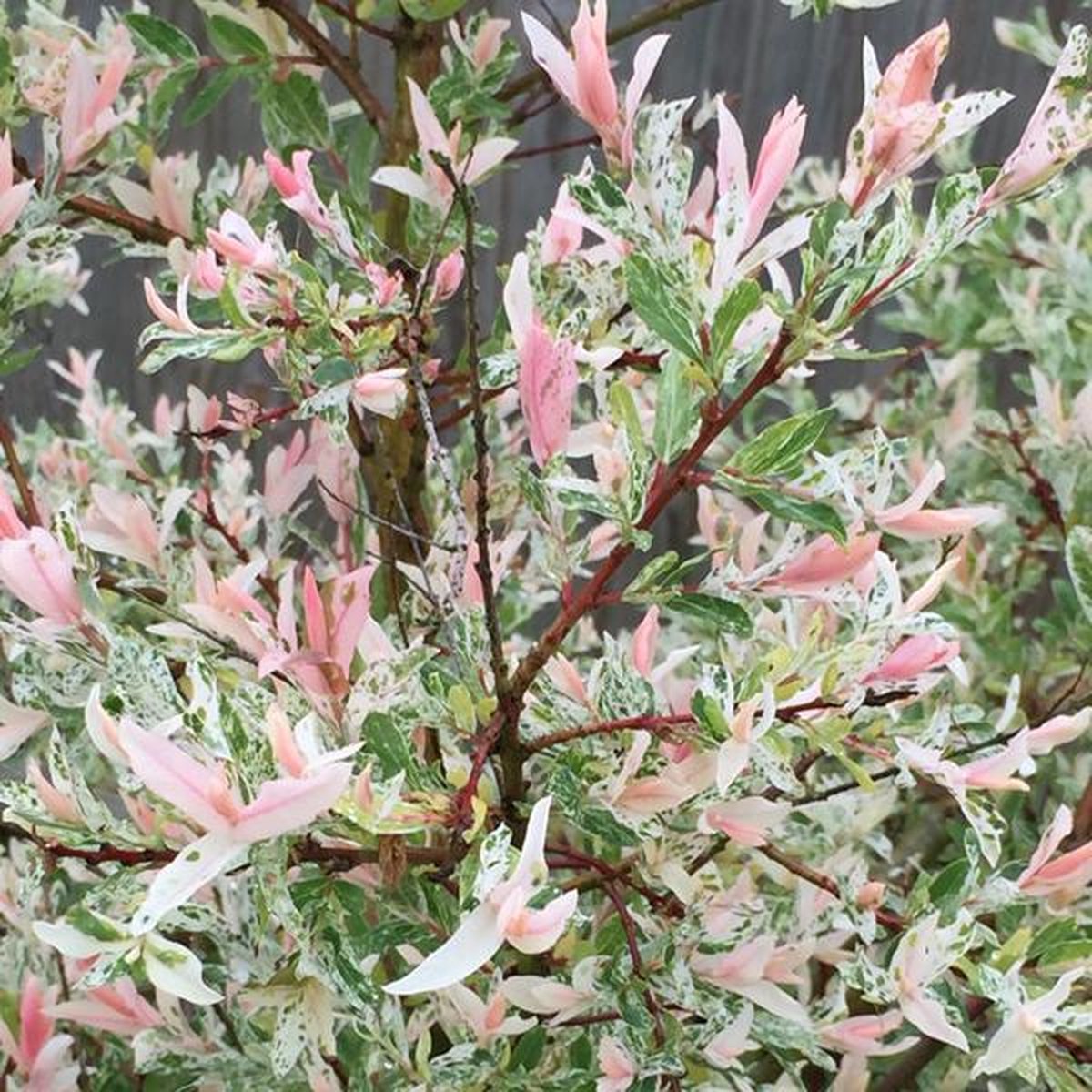 Bloomique Salix Flamingo – Bonte Wilg, 80-100 Cm Hoog, Pot 19 Cm, Winterhard, Roze-witgroene Bladeren 2 miniatura