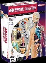 4D Menselijk Anatomie Model