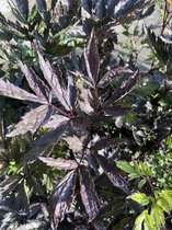 6 x Actaea simplex 'Brunette' - Zilverkaars - P9 Pot (9 x 9cm) - Dima Vaste Planten