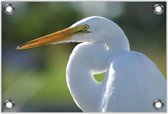 Tuinposter –Witte Kraanvogel– 40x30 Foto op Tuinposter (wanddecoratie voor buiten en binnen)