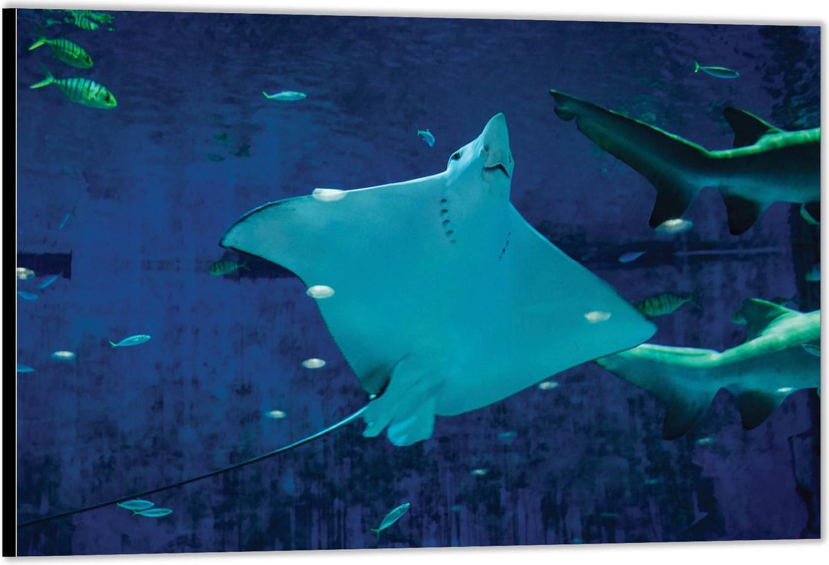 KuijsFotoprint - Schilderij - Rog In Aquarium - Groen En Bruin - 80 X 120 Cm