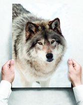 Wandbord: Grijze Wolf In De Sneeuw - 30 x 42 cm