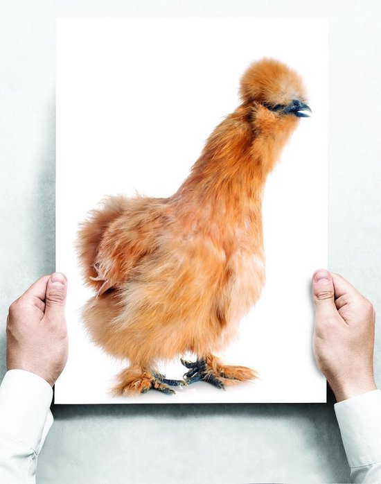 Assiette murale: Silkie Marron (Bantam Silkie) - 30 x 42 cm