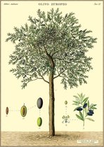 Poster Olive Tree - Cavallini & Co - Schoolplaat Olijvenboom