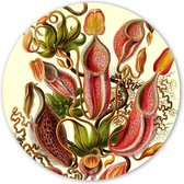 Wooncirkel - Nepenthes - Ernst Haeckel (⌀ 30cm)