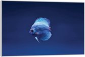 Acrylglas –Blauwe Vis in het Water -40x30 (Wanddecoratie op Acrylglas)