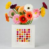 Bloomincard Germini - Gefeliciteerd - bloemen en boeketten - Verse Gerbera's met unieke vaas - Feliciteren met Germini's en speciale kaart die je om kunt toveren tot vaas - in luxe doos vers 