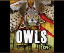 Owls