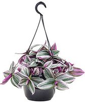 Tradescantia Nanouk Hangplant in 12 cm pot. Huiskamer kantoor plant.