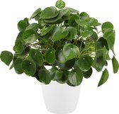 Kamerplant van Botanicly – Pannenkoekenplant incl. sierpot wit als set – Hoogte: 50 cm – Pilea peperomioides