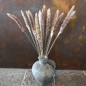 Pampas pluimen | Pampas gras | Pampas gedroogd | Droogbloemen | 5-10 stuks