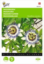 Buzzy Zaden - Passiebloem (Passiflora caerulea)