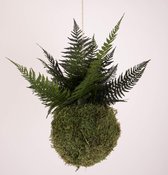 Onderhoudsvrije Kokedama - moskleur: Moss Green - afm. 18 cm - groene varen