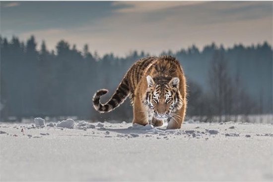 Peinture sur toile Tigre dans la neige
