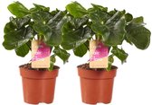 Choice of Green - Philodendron Atom - set van 2 stuks - Hoogte 40 cm - Diameter pot 12 cm