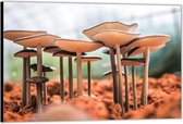 Dibond –Groepje Paddenstoelen– 60x40 Foto op Aluminium (Wanddecoratie van metaal)