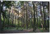Dibond –Hoge Bomen in het Bos– 90x60 Foto op Aluminium (Wanddecoratie van metaal)