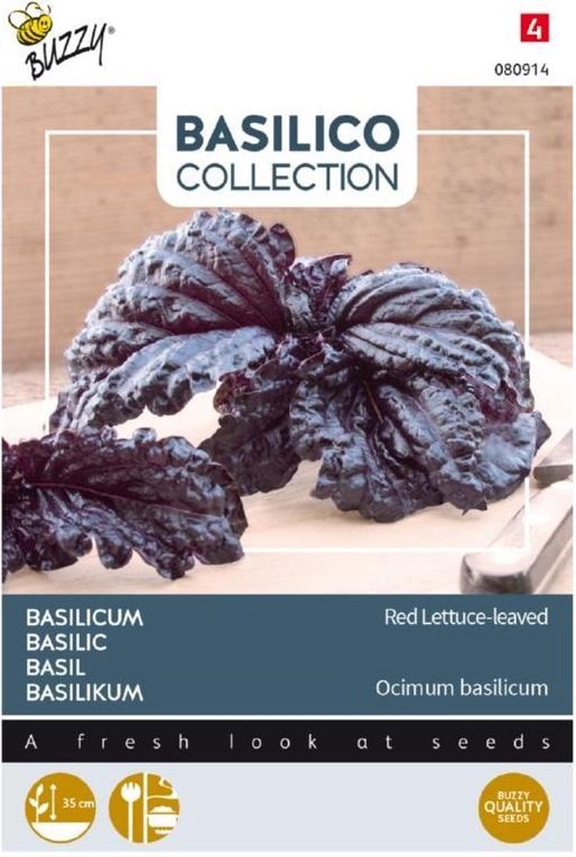 Basilico a foglia violetta di lattuga
