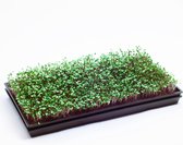 2x Zaaitray + 100gr Tuinkers Zaden| Kweektray | Kiembakje | Zaden Moestuin | Binnentuin