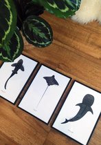 Set van 3 Posters - Zeedieren Posters – Oceaan Dieren Art print - Rog - Haai - Walvishaai - Prints gedrukt op FSC gecertificeerd papier - A4 formaat 21 x 29,7 cm