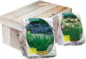 Agapanthus vaste planten pakket | zomerbloeier | bloembol | liefdesbloem | 12 planten