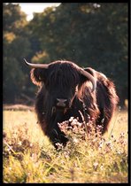 Poster Schotse Hooglander kleur - 30x40cm met Fotolijst – Natuur Poster – Ingelijst