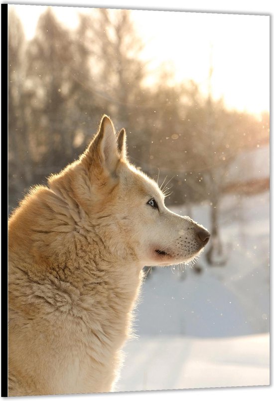 Dibond –Witte Hond in Sneeuw– 40x60cm Foto op Aluminium (Met Ophangsysteem)