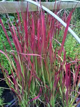 6 x Imperata cylindrica 'Red Baron' - Japans Bloedgras - P9 Pot (9 x 9cm) - Dima Vaste Planten