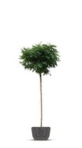 Bolacacia | Robinia pseudoacacia Umbraculifera | Stamomtrek: 20-25 cm  | Stamhoogte: 200-220 cm