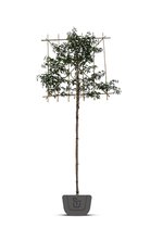 Portugese laurier als leiboom | Prunus lusitanica Angustifolia | Stamomtrek: 6-8 cm | Stamhoogte: 120 cm | Rek: 120 cm