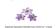 Velda Vijver Vijvertechniek Drijvende Vijverplant Clemantis Paars 10/13Cm