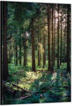 Dibond –Bomen in het Bos– 30x40cm Foto op Aluminium (Wanddecoratie van metaal)