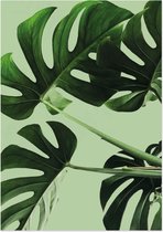 Gatenplant (Monstera) | A3 poster | Groene achtergrond