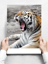 Wandbord: Portret van een siberische tijger die aan het geeuwen is - 30 x 42 cm