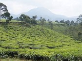 Zwarte thee Java OP Malabar
