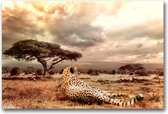 Dibond 80 x 120 cm Animal Photography.