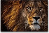 Dibond 50 x 75 cm Animal Photography.