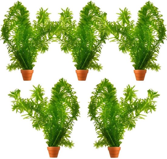 Waterpest Plantjes Elodea Densa - 5 bosjes - Hoogte 20 cm - Zuurstofplant voor Vijver en Aquarium - Van der Velde Waterplanten