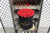 ROYAL BLOSSOM  - ROYAL RED - 25 STUKS ROOD AMORE LONGLIFE - LONGLIFE 1 TOT 3 Jaar DOOS AMORE RODE ROZEN - Valentijnsdag - Moederdag - Huwelijkscadeau - Bruiloft - Verloving