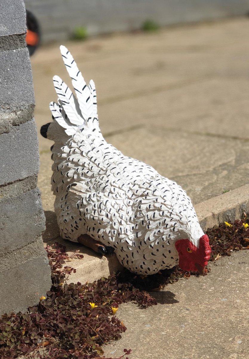 Zittend Kip beeld wit 24cm kippen tuinbeeld op rand Kip decoratie GerichteKeuze
