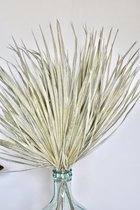 Droogbloemen Palmblad 5 stuks | Gedroogd | Olijfgroen | 60 cm