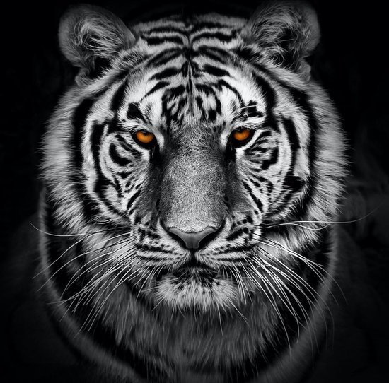 Image sur verre acrylique - Tigre en noir et blanc aux yeux orange,  impression... | bol.com