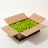 Doos rendiermos 3 kg. - mos kleur: Spring Green (voor o.a. decoratie, mosschilderij of moswand).