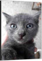 Dibond –Grijze Kitten met Blauwe ogen– 60x90cm Foto op Aluminium (Wanddecoratie van metaal)