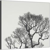 Dibond –Bovenkant Kale Boom-50x50 Foto op Aluminium (Wanddecoratie van metaal)