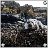 Tuinposter –Zeehond tussen Rotsen -100x100  Foto op Tuinposter  (wanddecoratie voor buiten en binnen)