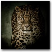 MN Collections - Schilderij - Animal Photography. - Zwart, Wit En Bruin - 70 X 70 Cm