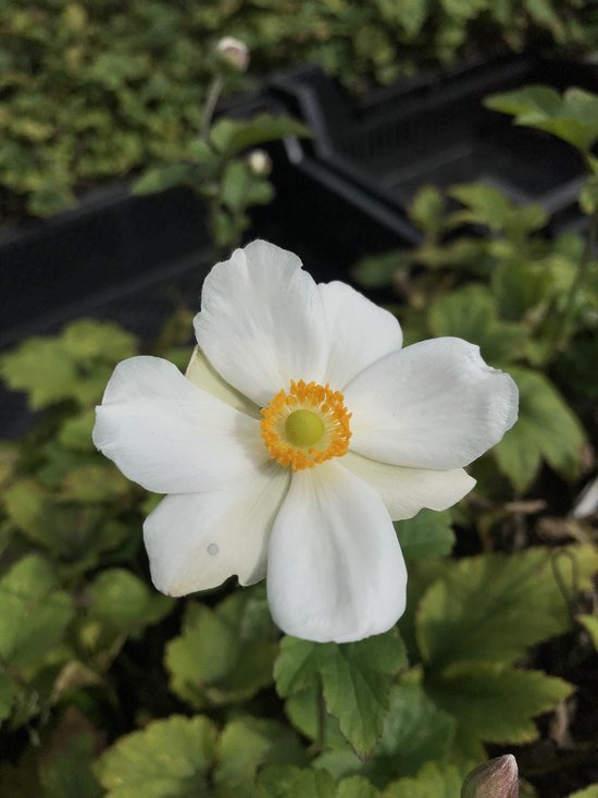 6 x Anemone 'Andrea Atkinson' - Herfstanemoon - P9 Pot (9 x 9cm) - Dima Vaste Planten